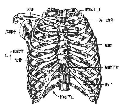 2013年临床执业医师解剖学辅导:胸廓的全貌
