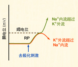 2013年初级护师辅导知识:去极化与na 内流的正反馈