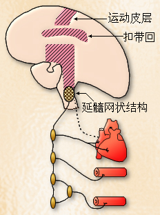 初级护师辅导知识心血管中枢