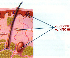 温度感受器