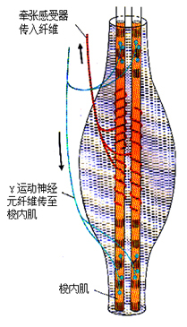 233网校 护士考试 辅导精华      (1)肌梭(spindle):肌梭是牵张反射的