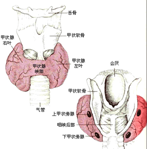 甲状腺在哪个部位图