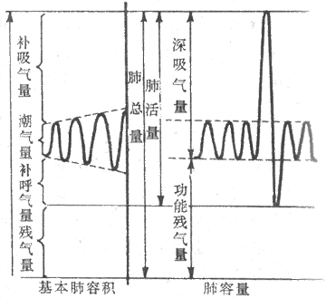 基本肺容積和肺容量圖解