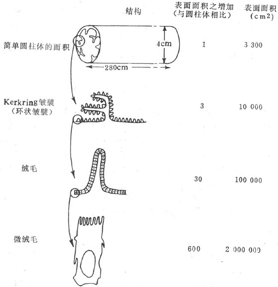 钟的原理6_13.如图6 6所示是家用电饭锅的电路原理图.它有两种工作状态 一是锅内水烧干以前的(2)