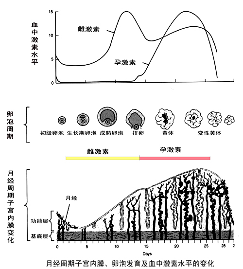 初级护师生理学辅导知识:月经周期中激素水平的变化