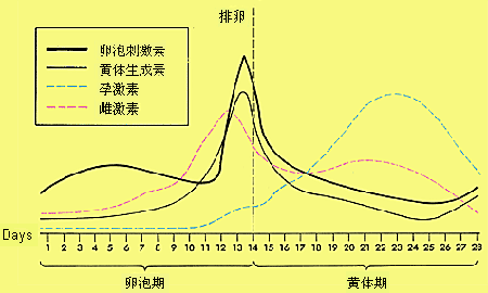 233网校 护士考试 辅导精华 调节卵巢功能周期性变化的主要激素是腺