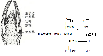 (3)芽的发育