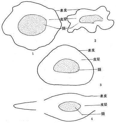 羊栖菜与海嵩子横切面简图