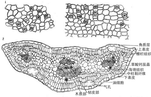 叶表面观:上表皮细胞多角形或类圆形,垂周壁平直,栅表比4.5～6.