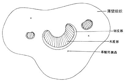 枸骨叶柄横切面简图(×38); 芹菜叶柄横切面图片海南黄花梨横切面图