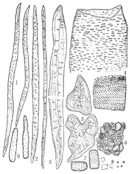 纤维 4.导管 5.石细胞 6.木栓细胞 7.射线细胞 8.方晶和簇晶 9.