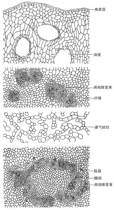 外侧有多数卵圆形油室2～3列排成环状;内侧为一轮周韧型维管束,其周围