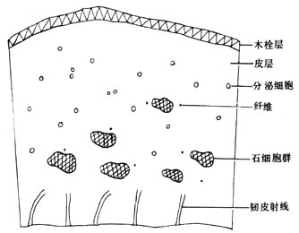 假地枫皮横切面简图×17)
