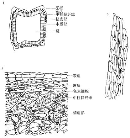 1.茎横切面简图(×11)