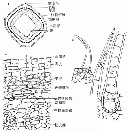 茎横切面简图(×17.6) 2.茎横切面详图(×176) 3.非腺毛