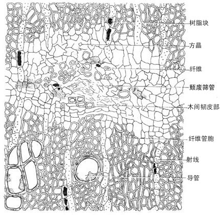 在木质部中,单一或2～4成群,多呈径向排列,壁木化,具横椭圆形的缘纹孔