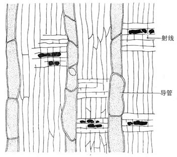 在木质部中,单一或2～4成群,多呈径向排列,壁木化,具横椭圆形的缘纹孔