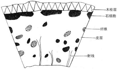 椿皮(根皮)横切面简图(×20)