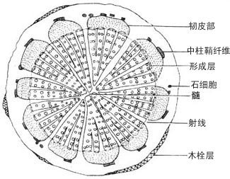 天然药物集关木通药材鉴别显微鉴别