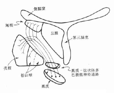 黑质-纹状体多巴胺能神经通路