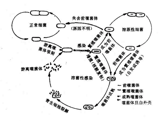 知識 a:你好,這個也算是名詞解釋吧,所謂的膽固醇逆向轉運就是指將肝