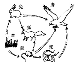 2015年教师资格证考试《生物学科知识与教学能力》(初级中学)模拟试题(1)