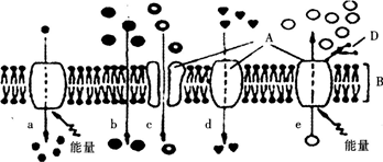 2015年教师资格证考试《生物学科知识与教学能力》(初级中学)模拟试题(3)