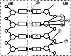 2015年教师资格证考试《生物学科知识与教学能力》(高级中学)模拟试题(3)