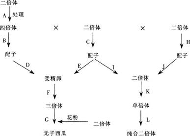 2015年教师资格证考试《生物学科知识与教学能力》(高级中学)模拟试题(3)