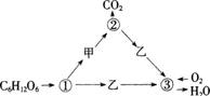 2015年教师资格证考试《生物学科知识与教学能力》(高级中学)模拟试题(4)