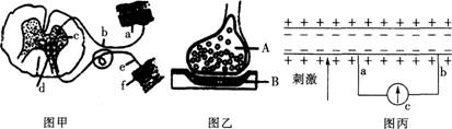 2015年教师资格证考试《生物学科知识与教学能力》(高级中学)模拟试题(4)