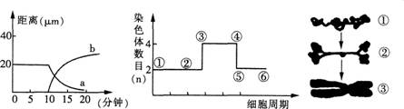 2015年教师资格证考试《生物学科知识与教学能力》(高级中学)模拟试题(5)