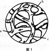 2016年教师资格证考试《生物学科知识与教学能力(初级中学)》深度押密卷(4)