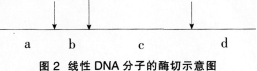 2016年教师资格证考试《生物学科知识与教学能力(初级中学)》深度押密卷(5)