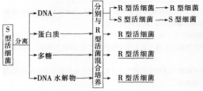 2016年下半年教师资格证考试试题及答案四——生物学科知识与教学能力(高级中学)