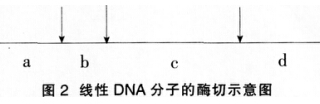 2016年下半年教师资格证考试试题及答案二——生物学科知识与教学能力(初级中学)