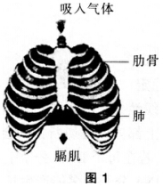 2016年下半年教师资格证考试试题及答案二——生物学科知识与教学能力(初级中学)