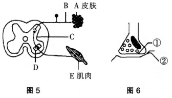 2016年下半年教师资格证考试试题及答案五——生物学科知识与教学能力(初级中学)