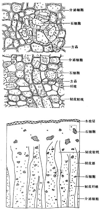 肉桂石细胞 手绘图图片
