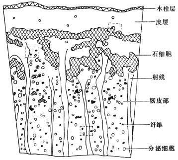 肉桂纤维显微图图片